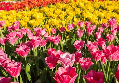 Floriade, Keukenhof & Amsterdam