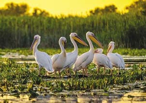 Wonders of the Danube and The Black Sea Delta